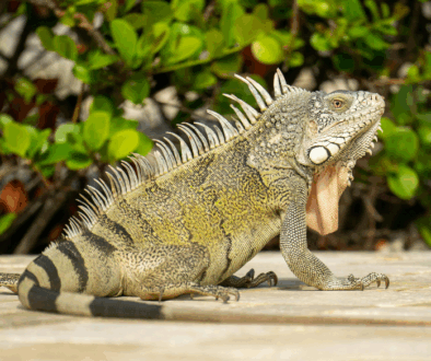 10 claves para el bienestar de tu mascota de terrario