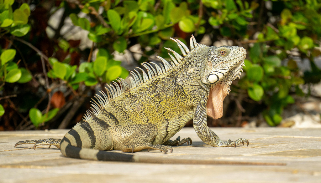 10 claves para el bienestar de tu mascota de terrario